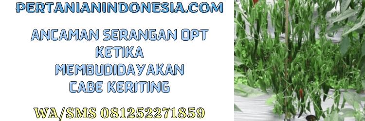 ancaman,serangan,opt,budidaya cabe,pertanian indonesia